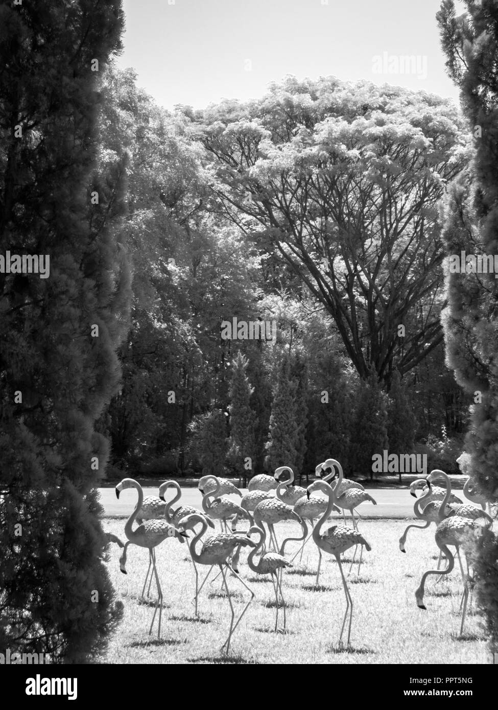 Fotografía artística de infrarrojos : fotografía surrealista de infrarrojos / American flamencos estatua Foto de stock