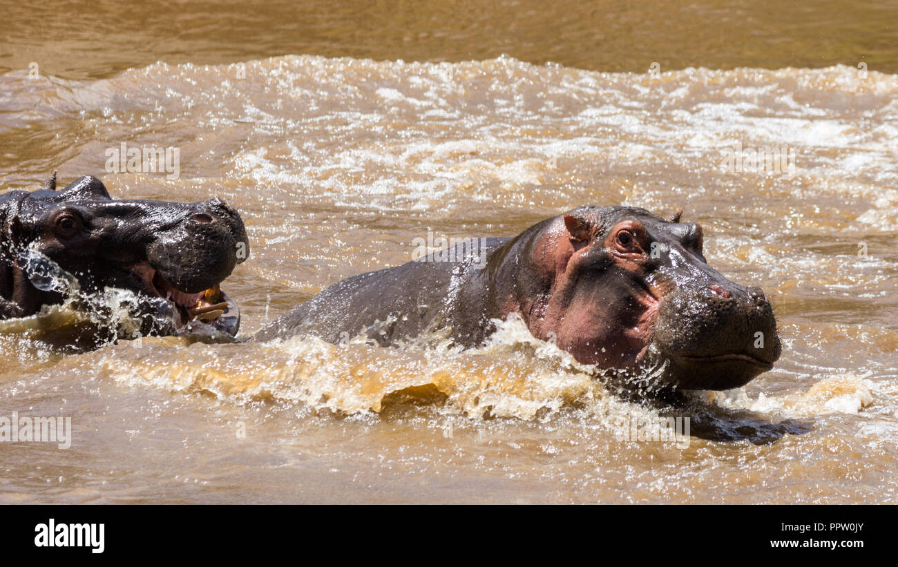 Hipopótamo intentando escapar de otro en el río Mara, la reserva de Masai Mara, Kenya Foto de stock
