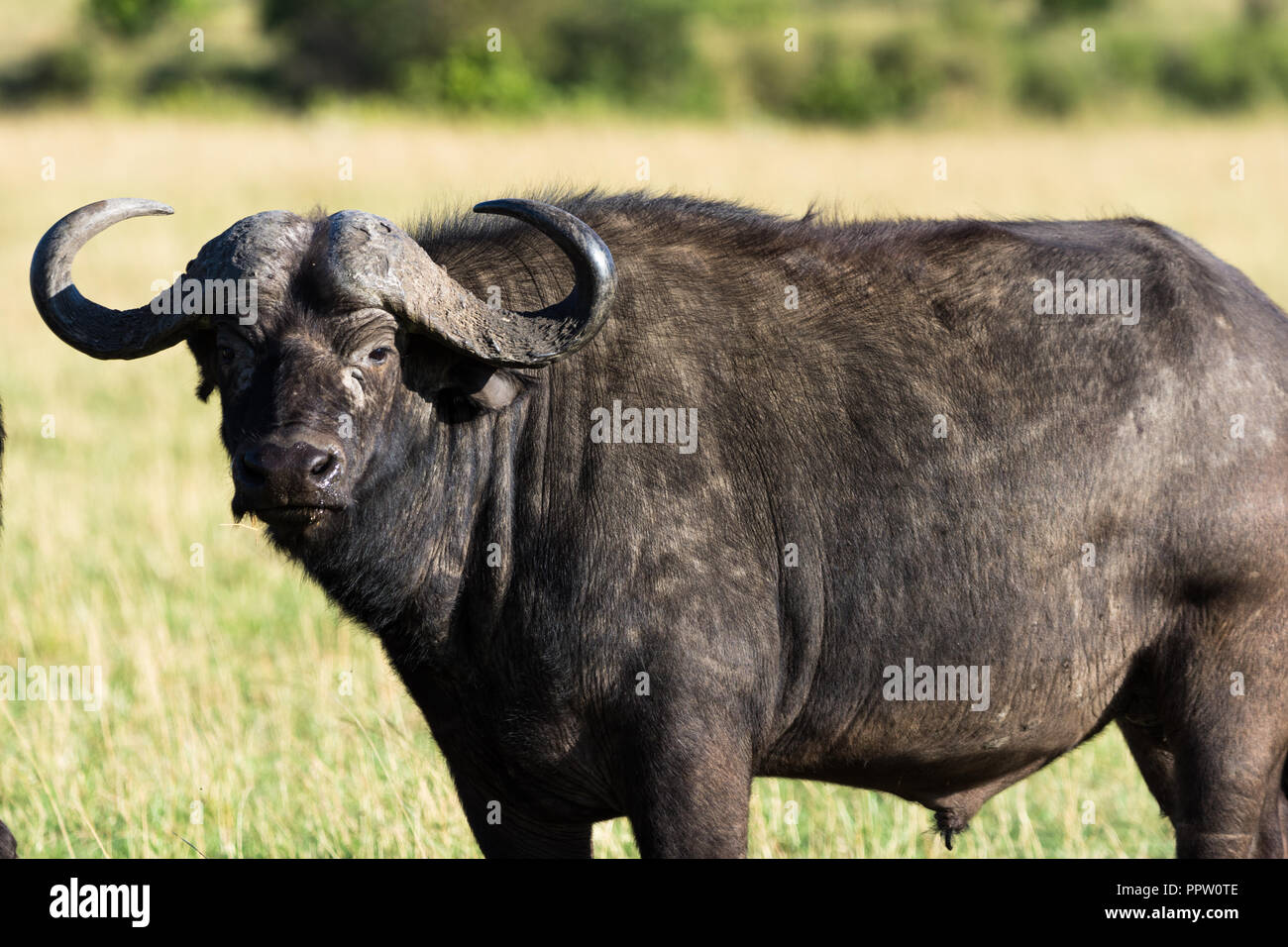 Cape buffalo, Reserva Nacional Maasai Mara, Kenia Foto de stock