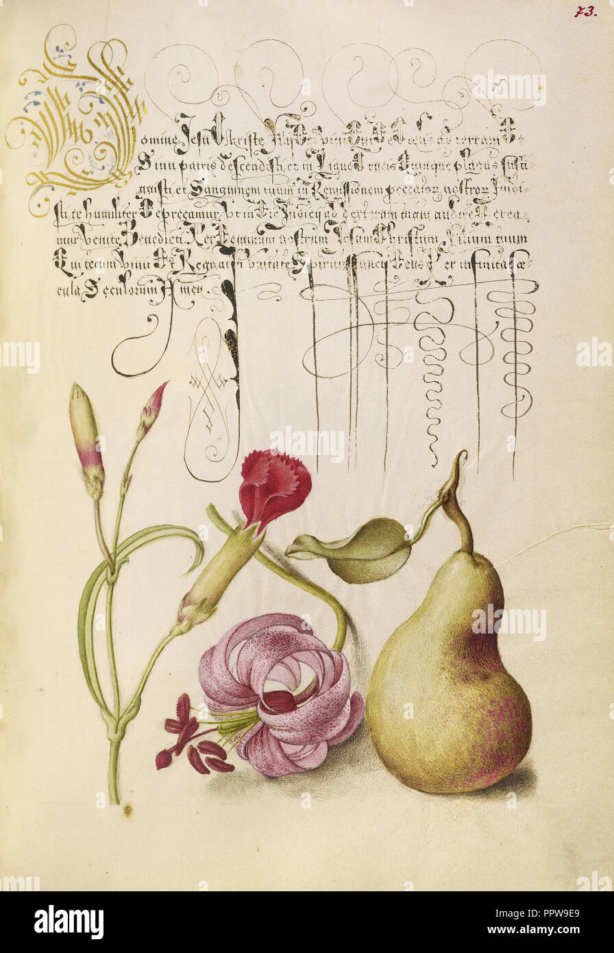 Clavel, Martagon Lily, y pera; Joris Hoefnagel, Flamenco , Húngaro, 1542 - 1600, y Georg Bocskay, Húngaro, murió 1575 Foto de stock