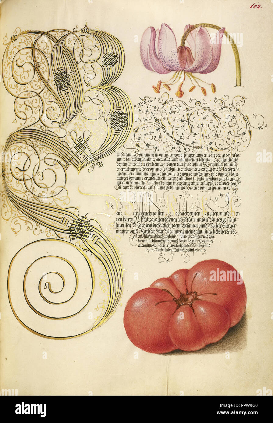 Martagon Lily y tomate; Joris Hoefnagel, Flamenco , Húngaro, 1542 - 1600, y Georg Bocskay, Húngaro, murió 1575, Viena Foto de stock