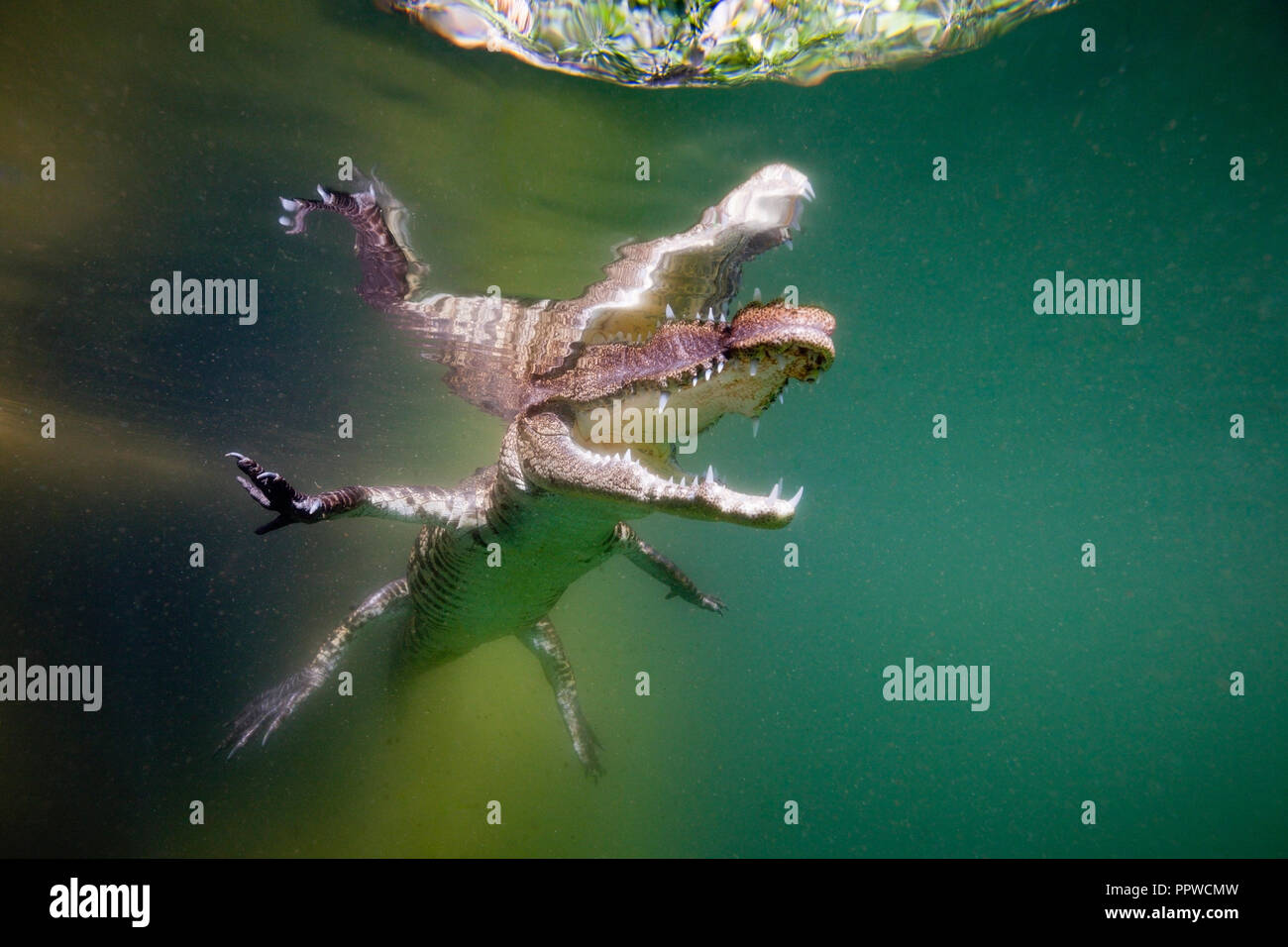 Juvenil, el cocodrilo americano Crocodylus acutus, Florida Everglades, EE.UU. Foto de stock