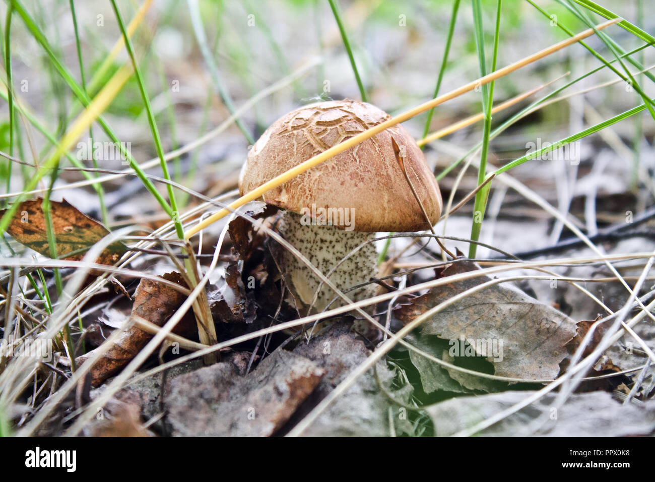 Boletus edulis seta comestible. Hongos en el medio natural. Inglés