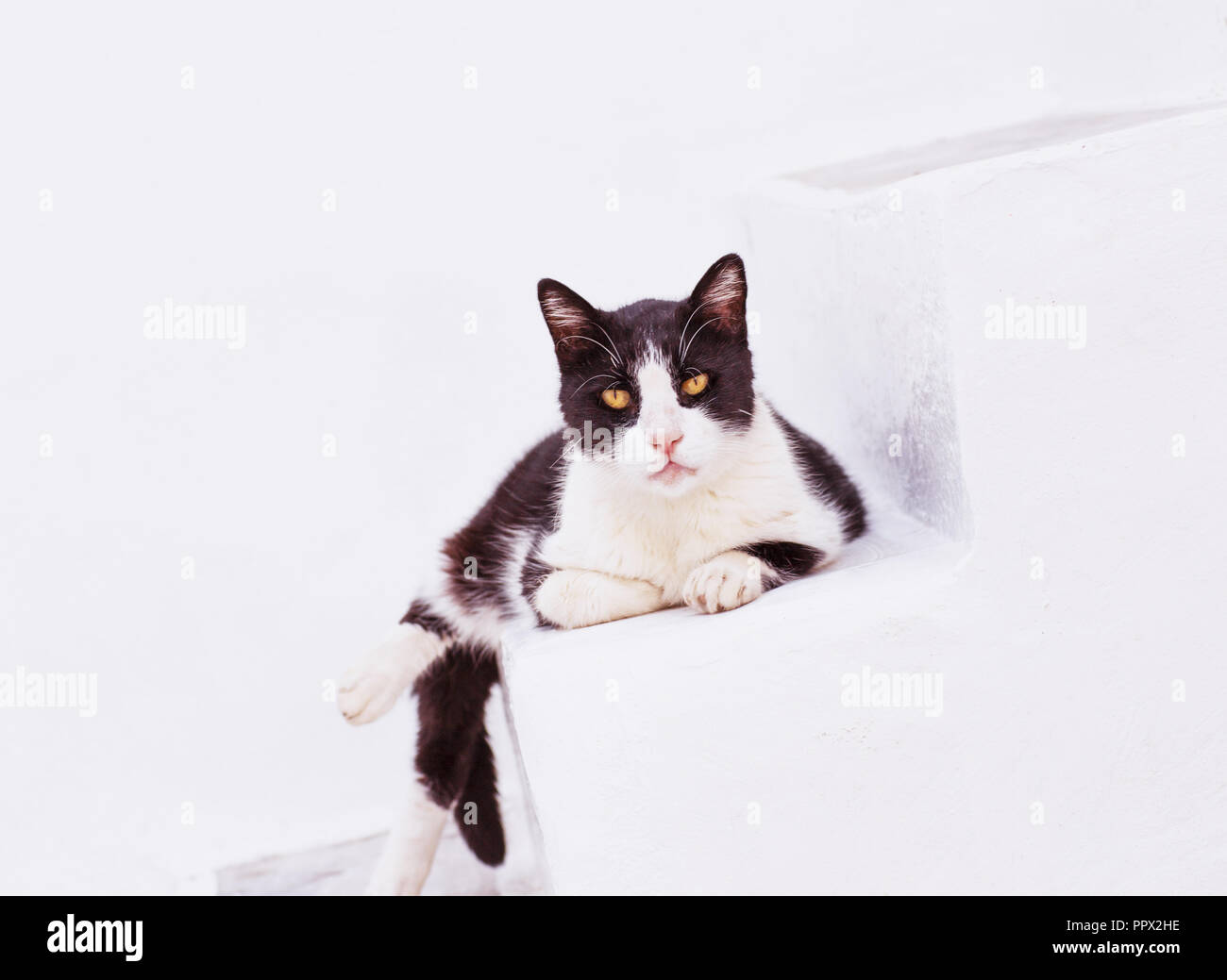 El gato se asoma a la vuelta de la esquina de la pared blanca de piedra en la isla griega. La cerradura de la puerta sobre un fondo blanco. El minimalismo. Foto de stock