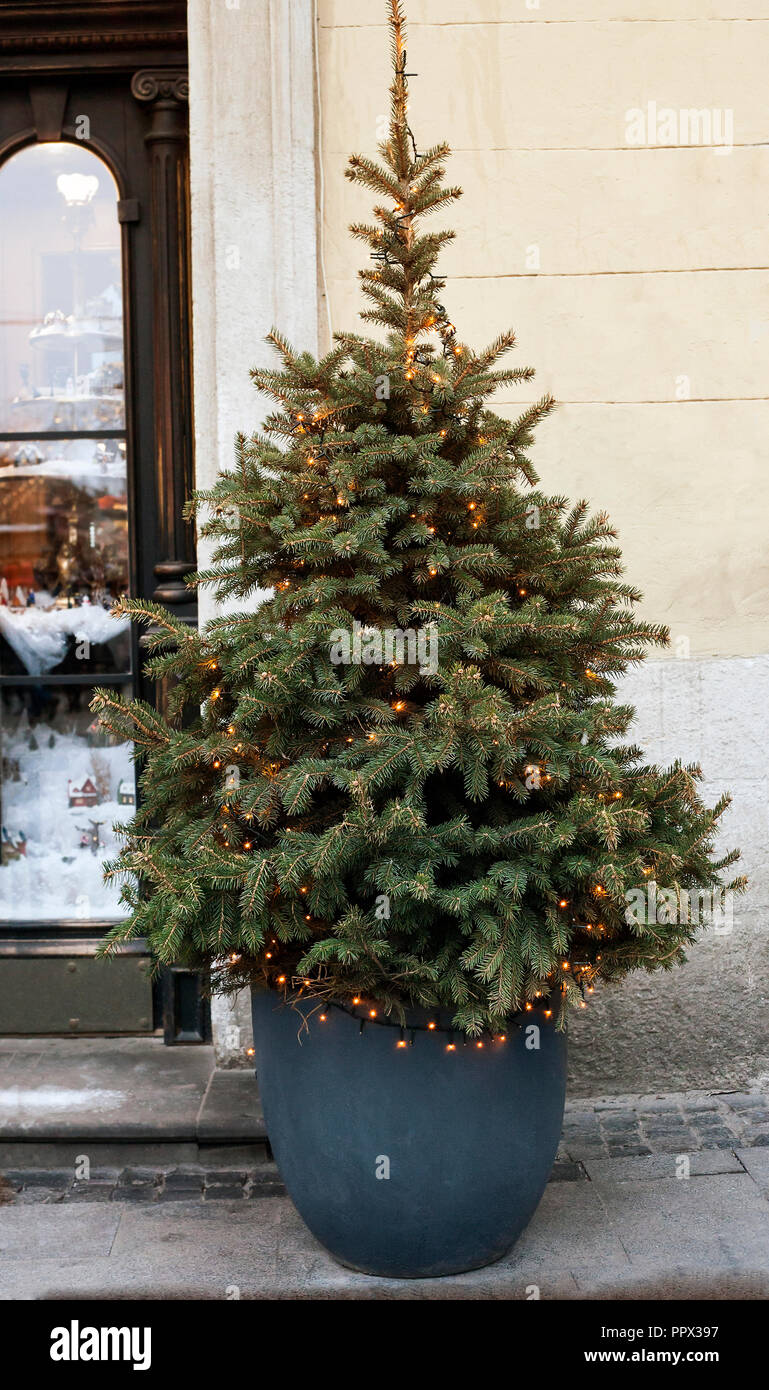 árbol de navidad en maceta fotografías e imágenes de alta resolución - Alamy