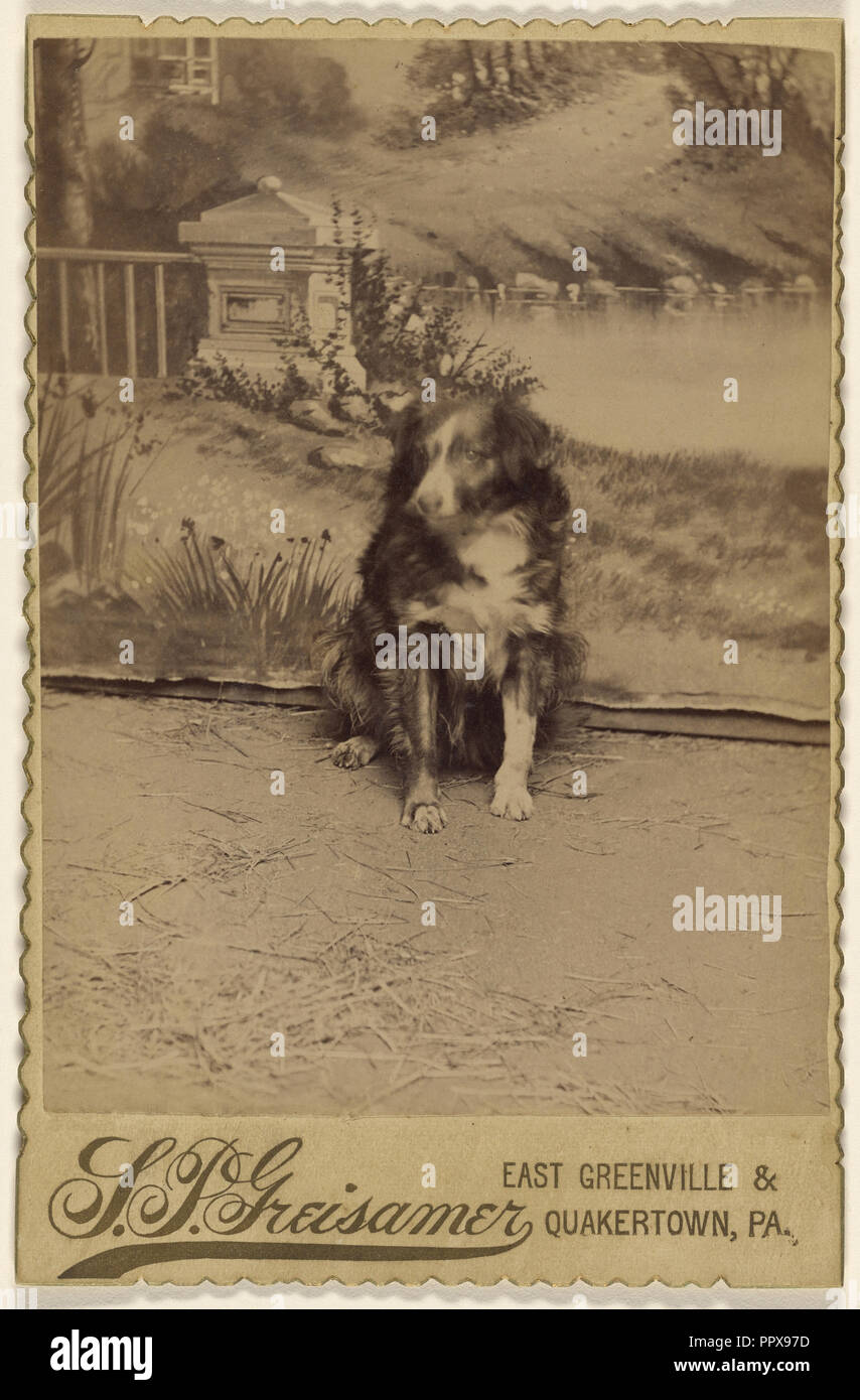 Retrato de un perro blanco y negro; S.P. Greisamer, Americana, 1846 - 1920, alrededor de 1890; Albúmina imprimir plata Foto de stock