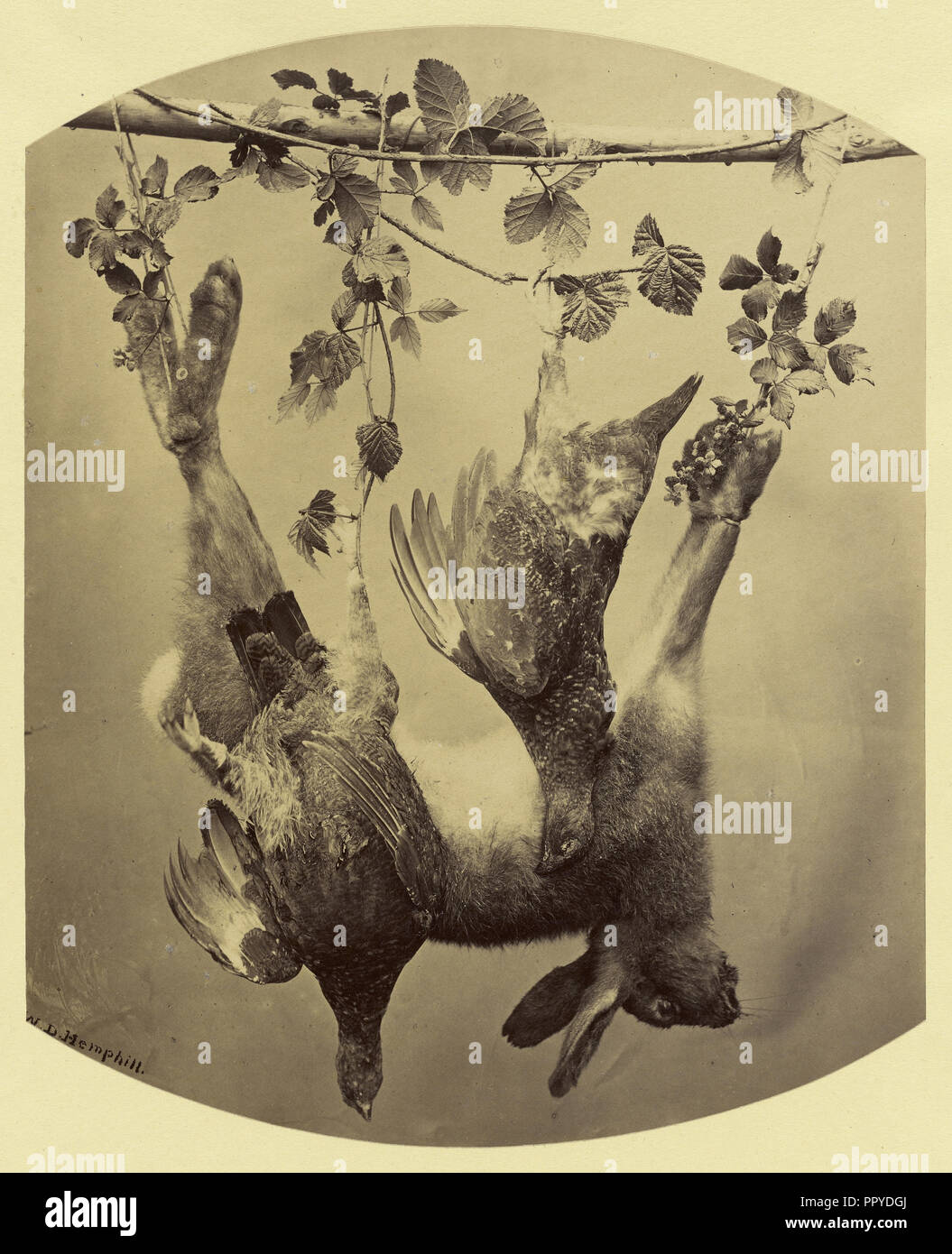 Bodegón con animales muertos; William Despard Hemphill, M.D., irlandesa, 1816 - 1902, Irlanda; 1860 - 1870; Albúmina imprimir plata Foto de stock