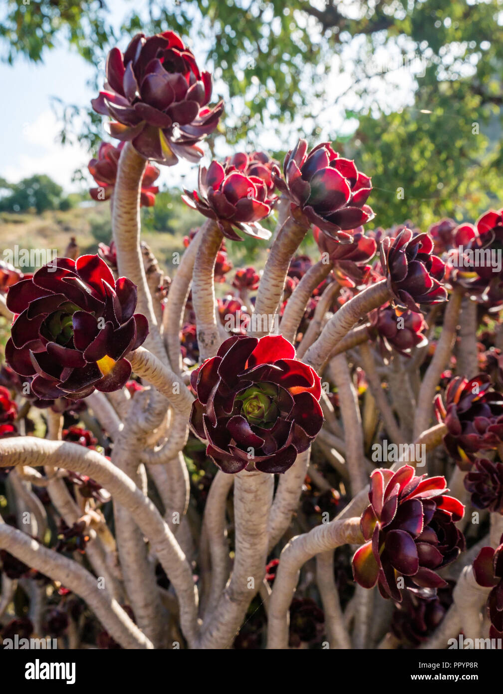 Succulent red flower plant fotografías e imágenes de alta resolución - Alamy