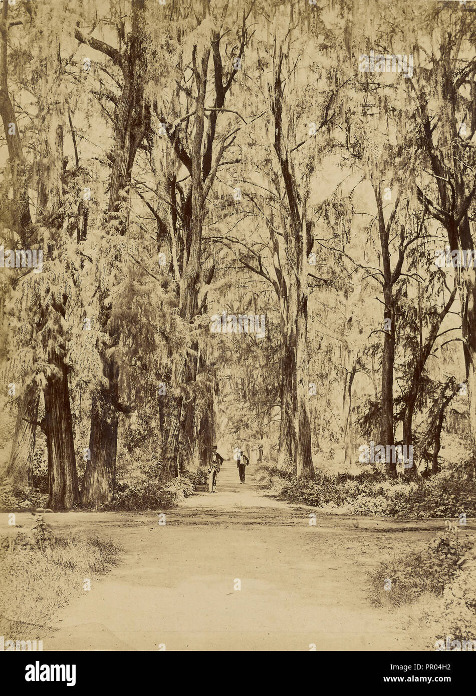 México. Bosque de Chapultepec, cerca de México; Abel Briquet, Francés, 1833  - ?, Ciudad de México, México; 1860 - 1880; Albúmina Fotografía de stock -  Alamy