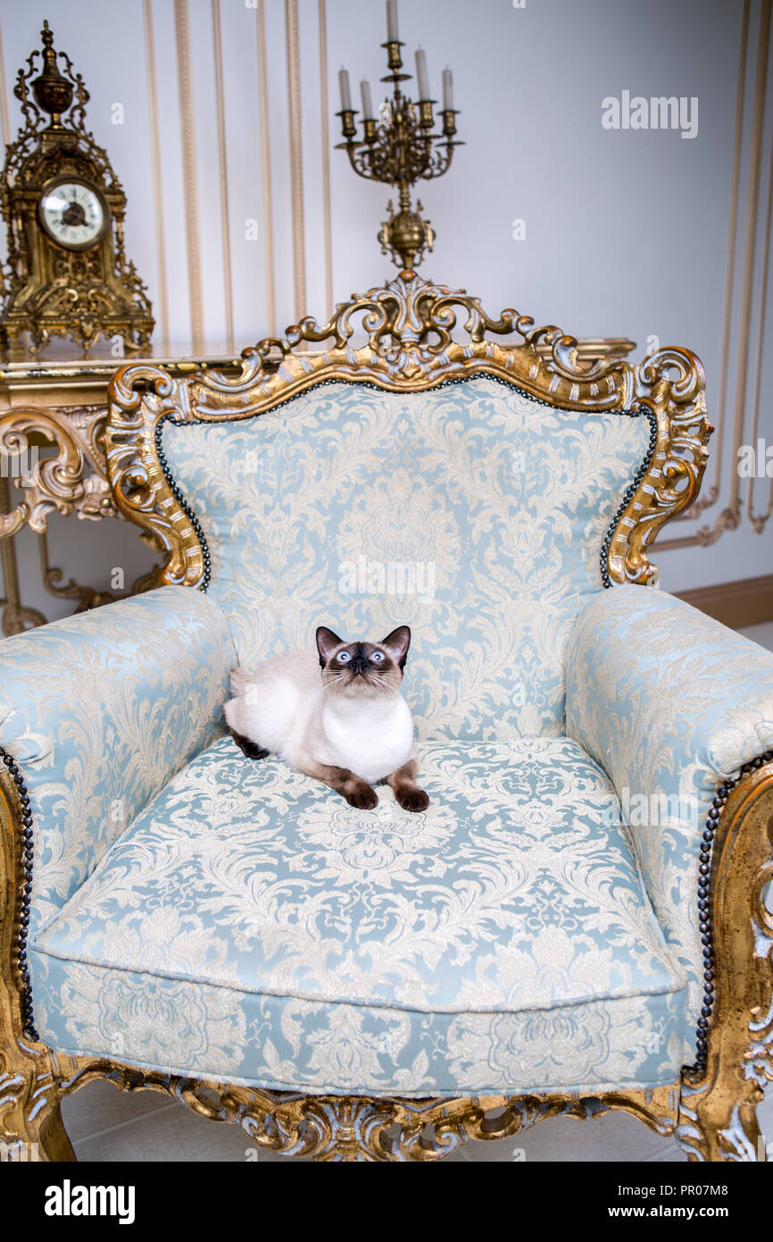 Hermosa rara raza de gato gato mascota hembra Bobtail Mekongsky sin rabo se  encuentra interior de la arquitectura europea en retro chic vintage sillón  real Fotografía de stock - Alamy