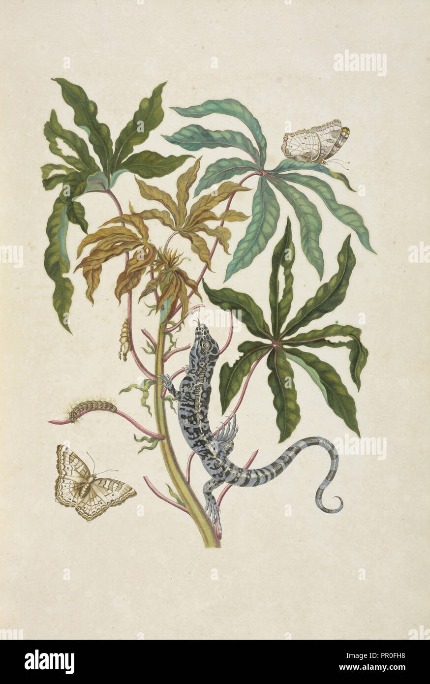 Sucursal de una yuca Manihot esculenta, con negro o de lagarto tegu, Tupinambis nigropunctatus, y blanco mariposa pavo real Foto de stock
