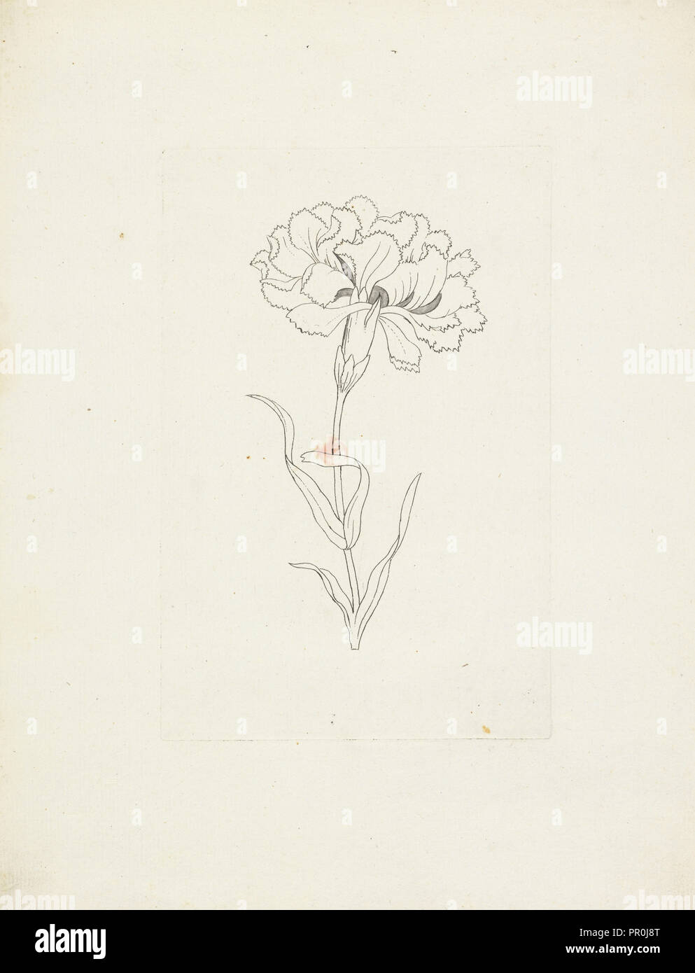 Flor, aguafuerte, siglo XVIII Foto de stock