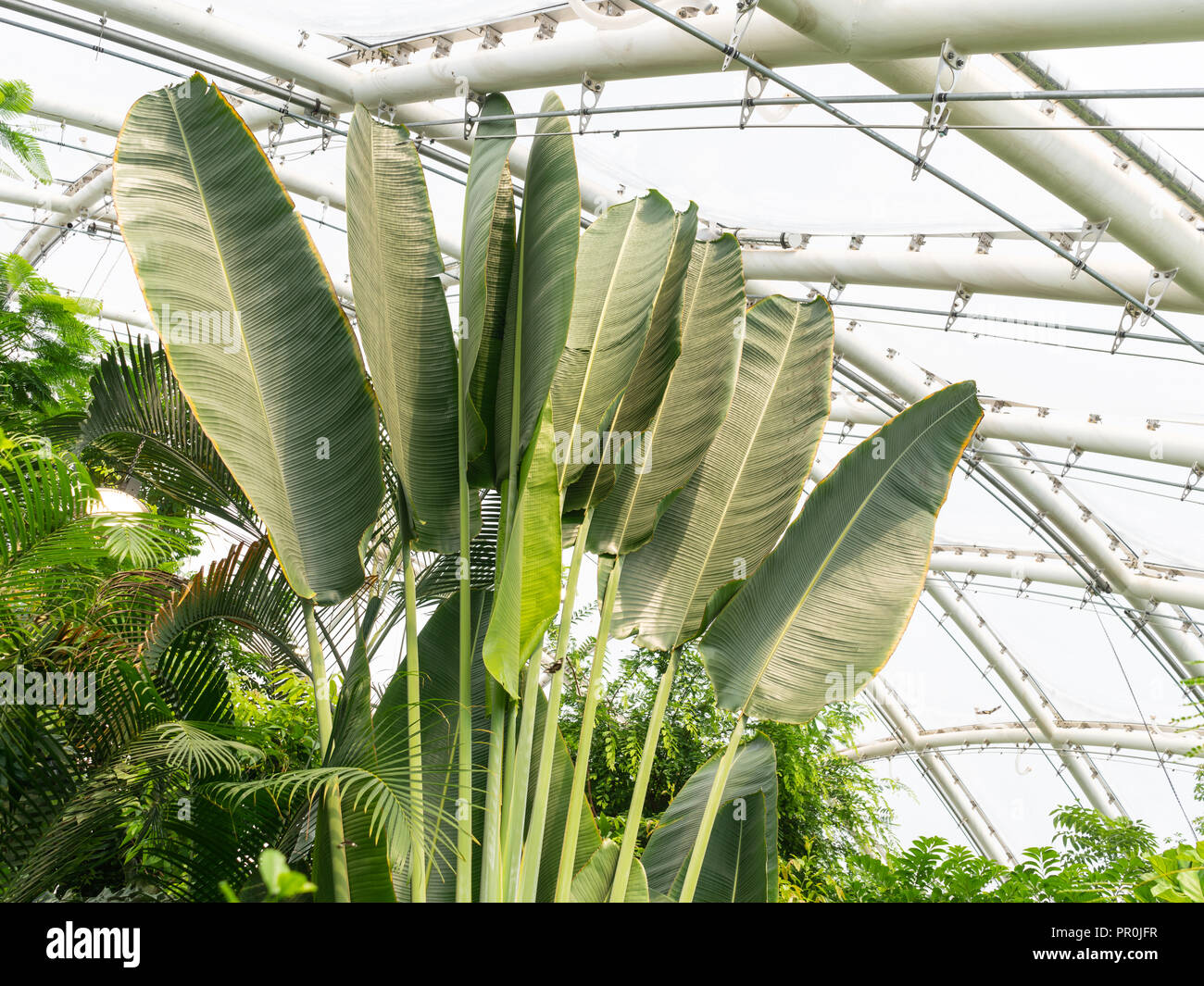 Conservatorio tropical de los invernaderos del jardín botánico de la  Universidad de Aarhus, Dinamarca. Diseño sostenible, nuevos materiales y  equipo avanzado Fotografía de stock - Alamy