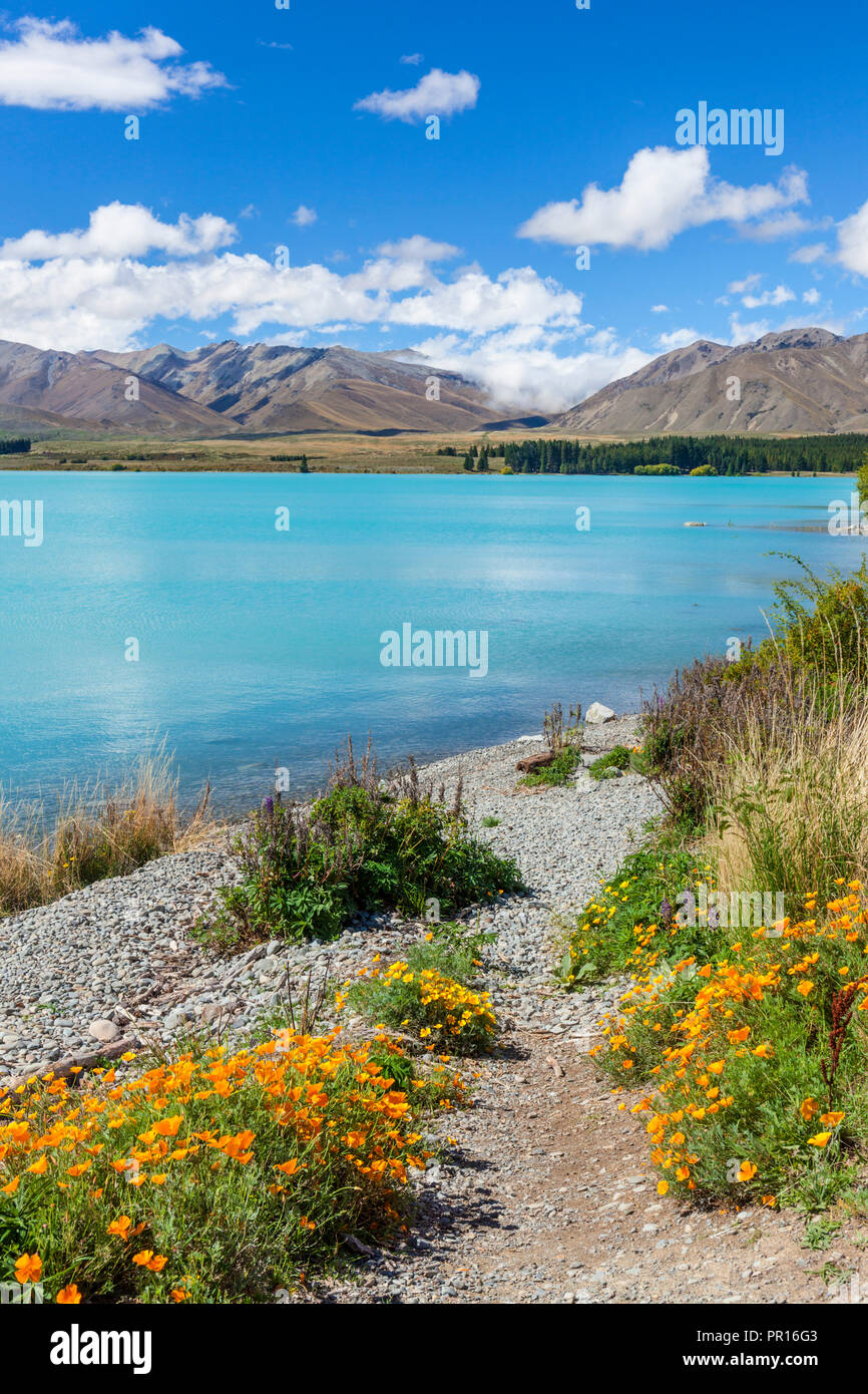 Flores amarillas por el lago glacial Tekapo, distrito de Mackenzie, Isla del Sur, Nueva Zelanda, el Pacífico Foto de stock