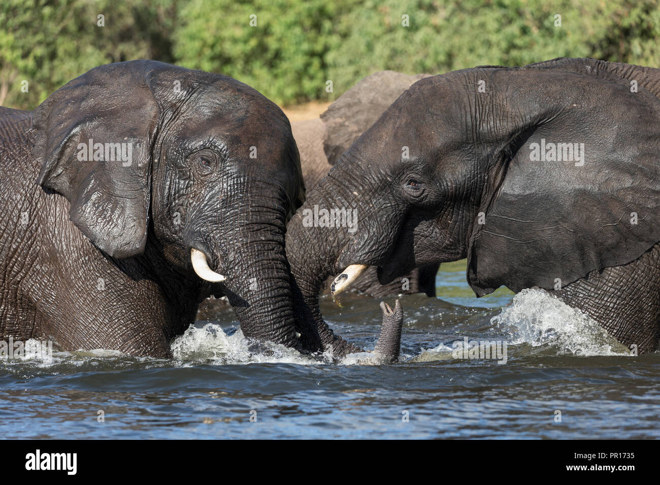Los elefantes (Loxodonta africana) playfighting en Chobe River, el Parque Nacional Chobe, Botswana, África Foto de stock