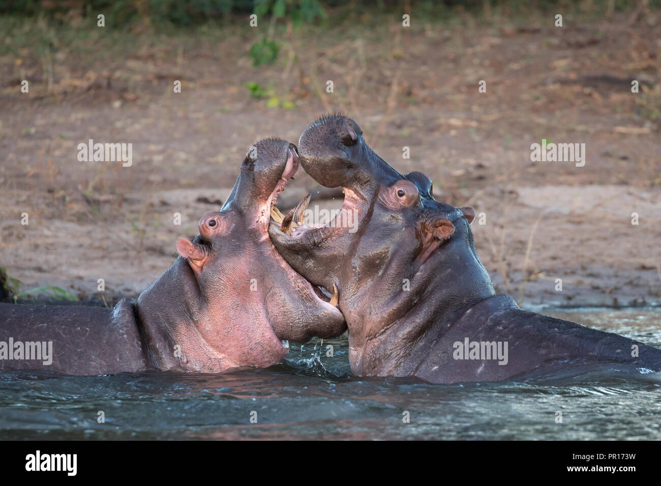 Los hipopótamos (Hippopotamus amphibius) playfighting, río Chobe, Botswana, África Foto de stock