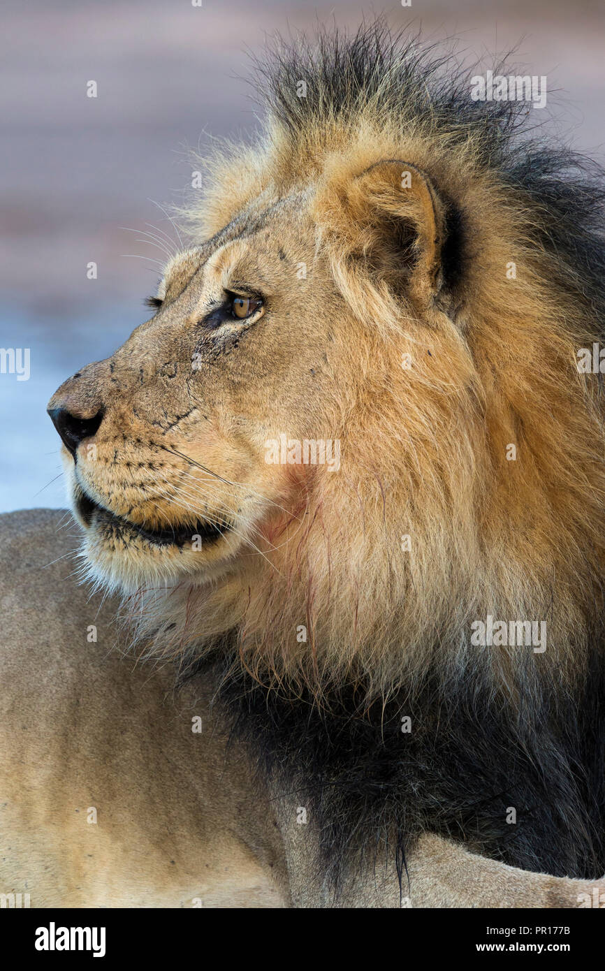 León (Panthera leo) macho, el Parque Transfronterizo Kgalagadi, Sudáfrica, África Foto de stock
