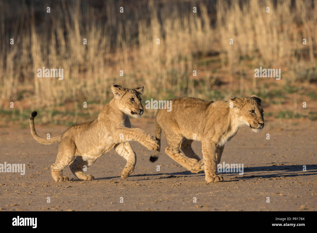 Cachorros de León (Panthera leo) jugando, el Parque Transfronterizo Kgalagadi, Sudáfrica, África Foto de stock