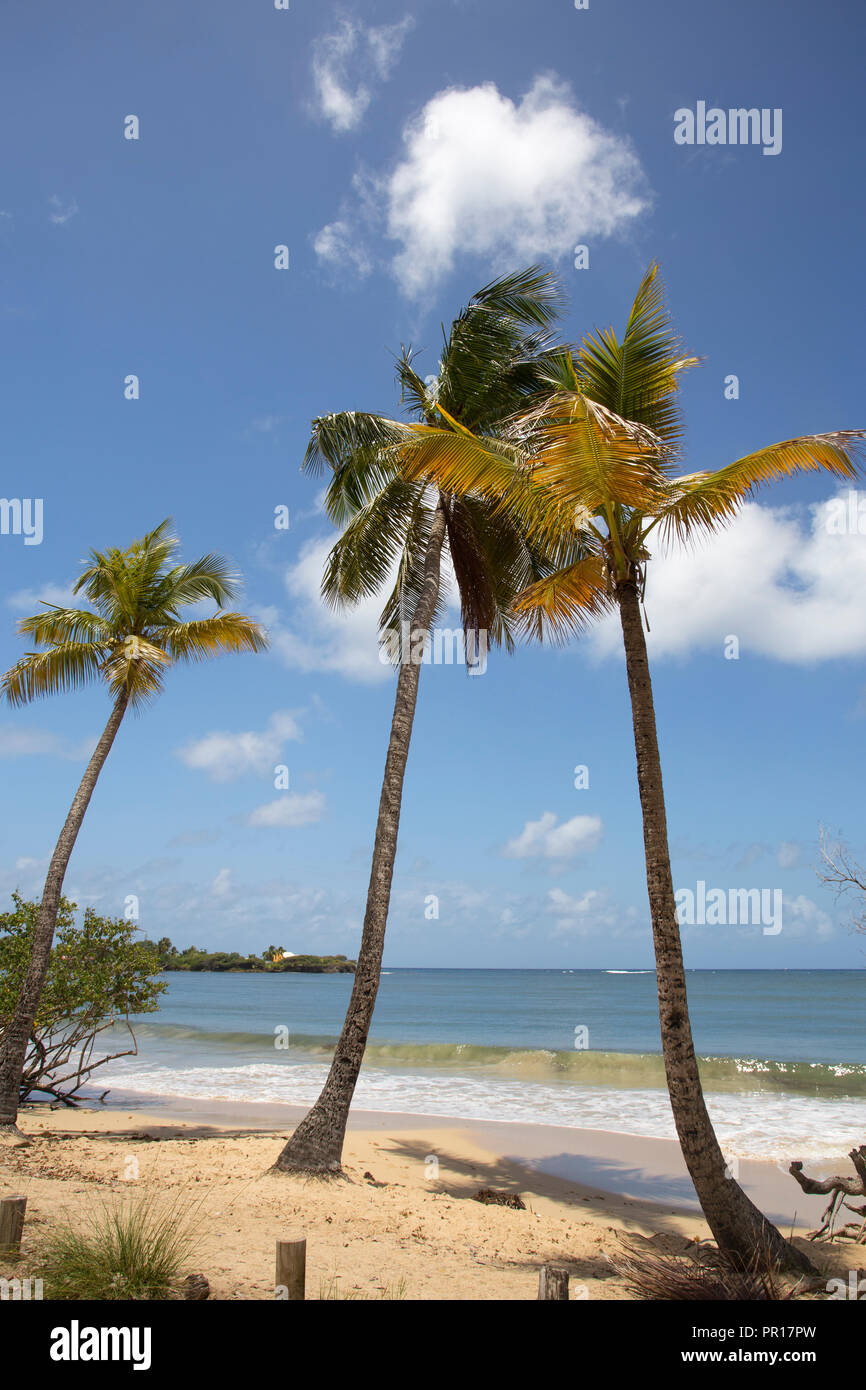 La prístina playa de Les Salines cerca de Sainte Anne, Martinica, Antillas, Caribe, América Central Foto de stock