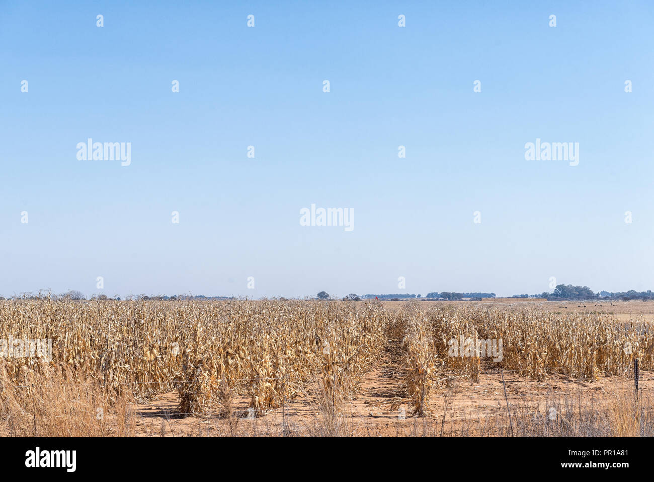 Los callos campos listos para ser cosechado cerca Koppies, una ciudad en la provincia el Estado Libre de Sudáfrica Foto de stock