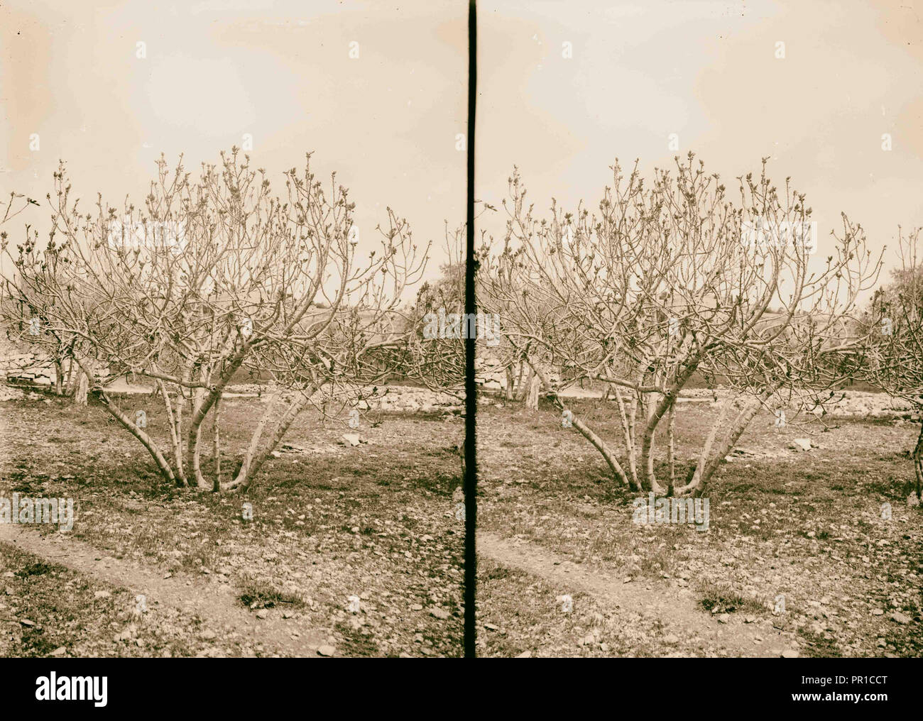 Árboles y arbustos, árboles con primeras figuras. (Ficus Carica L.) 1900,  Oriente Medio Fotografía de stock - Alamy