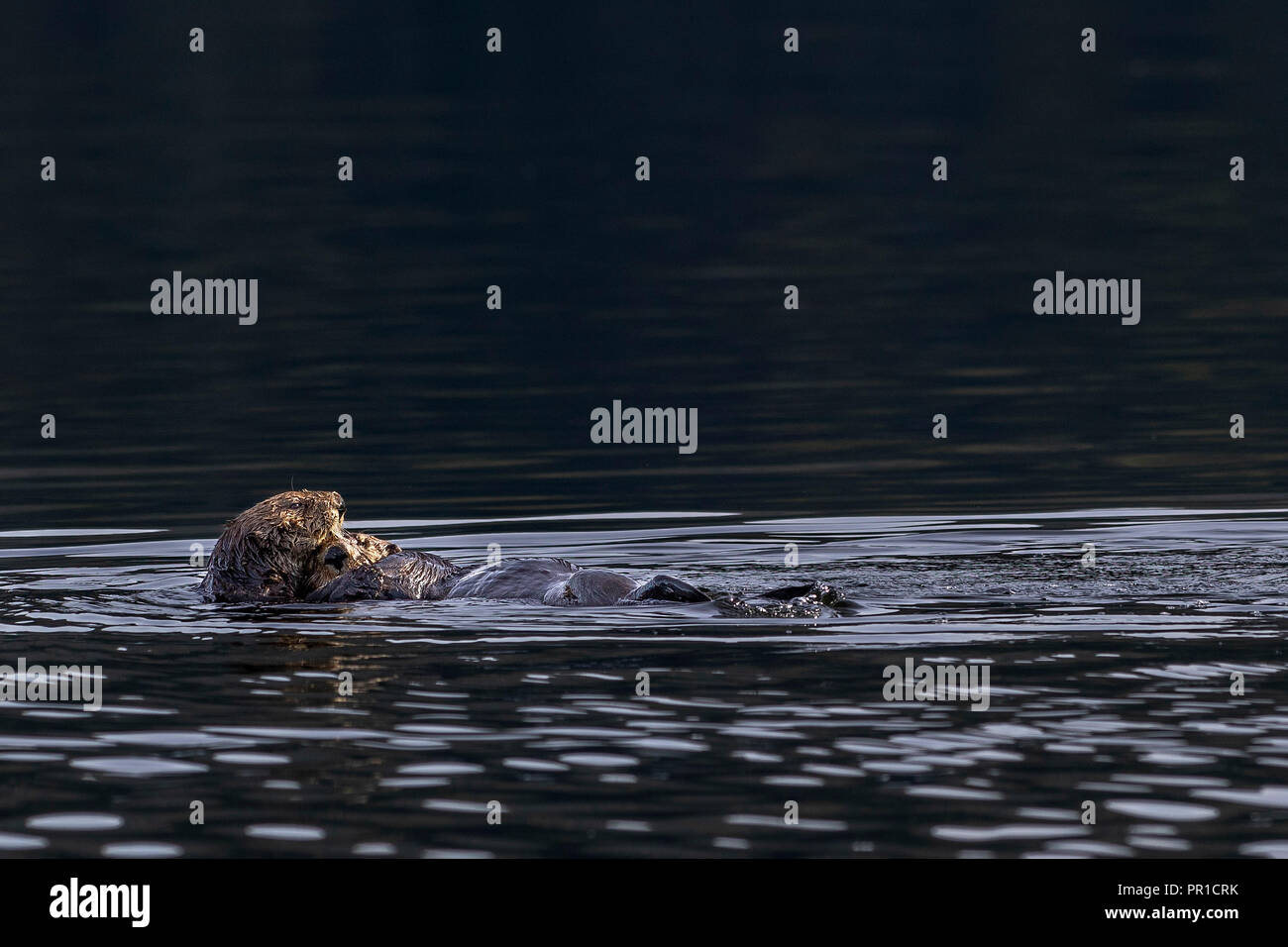 Una Nutria marina madre sosteniendo a su bebé para dormir Fotografía de  stock - Alamy