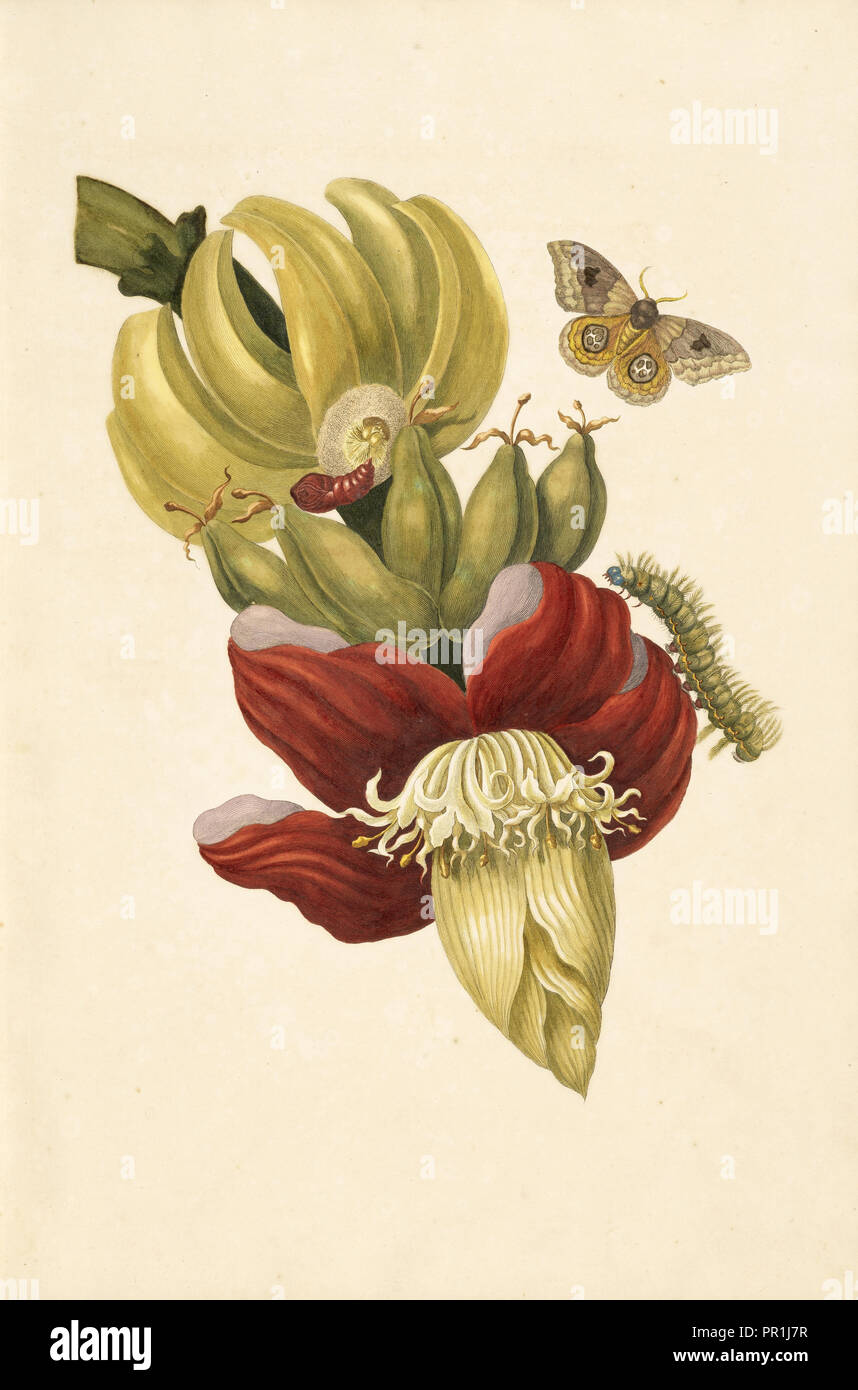 Flor de plátano, Musa paradisiaca, con polilla io Automeris, Liberia, Maria Sybilla Meriaen sobre de voortteeling Foto de stock