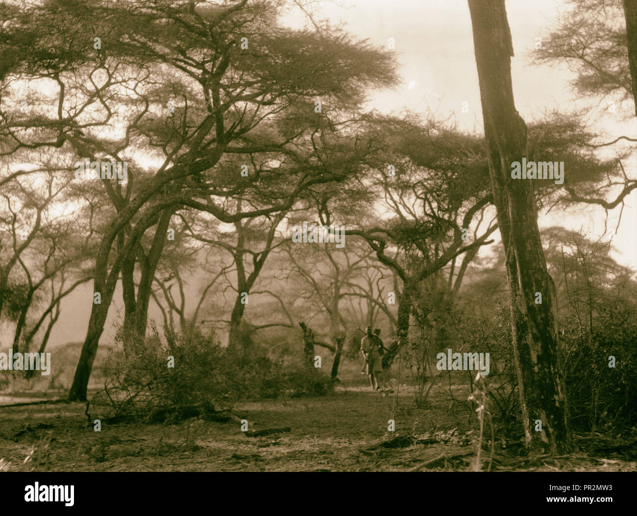 Colonia de Kenia. Namanga, sur de la reserva de caza. País forestal cerca de Namanga. En 1936, Kenya, Namanga Foto de stock