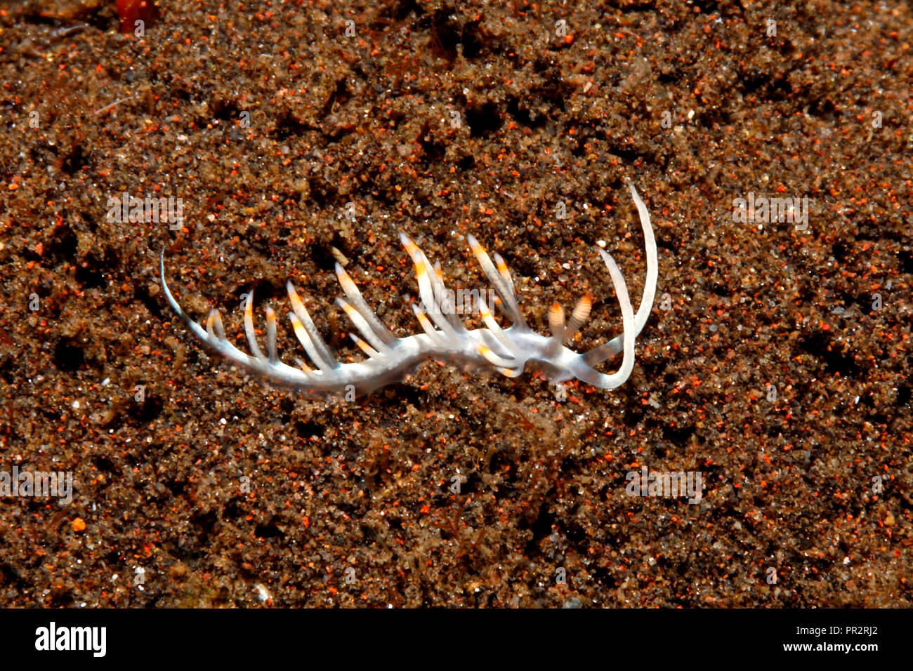 Nudibranch, Samla bicolor, descrito previamente como flabellina bicolor. Tulamben, Bali, Indonesia. Bali, Océano Índico Foto de stock