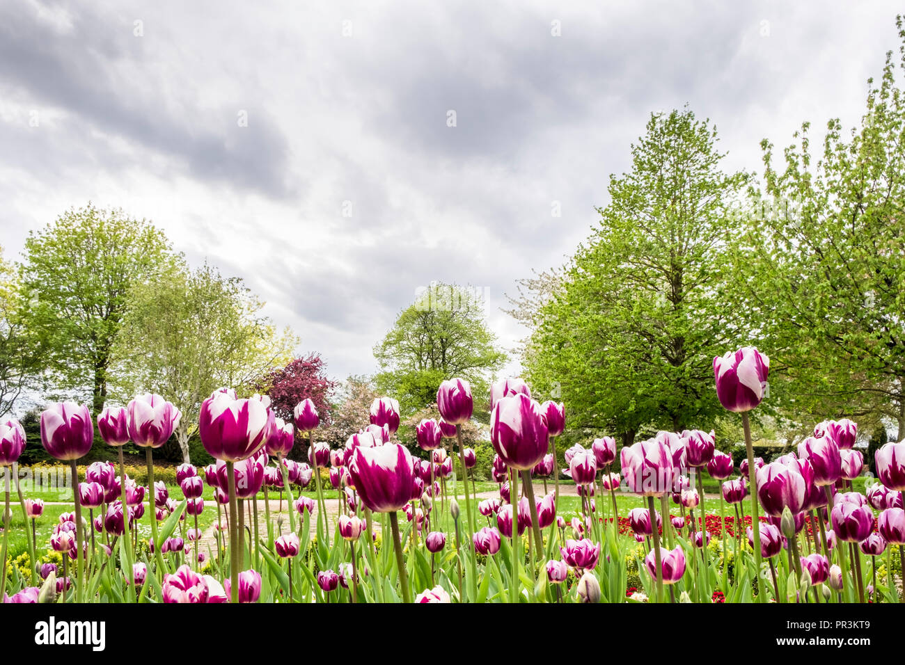 Un lecho de flores de color púrpura y tulipanes blancos en un parque llevar el color a un día de cielo gris, Nottingham, Inglaterra, Reino Unido. Foto de stock