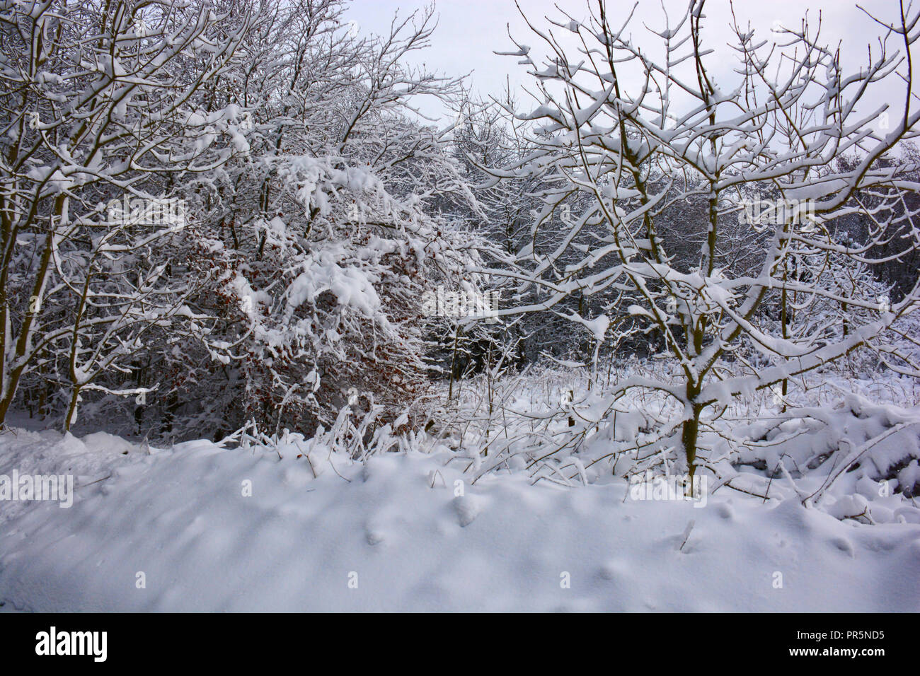 En el bosque, la nieve del invierno, la fotografía de temporada Foto de stock