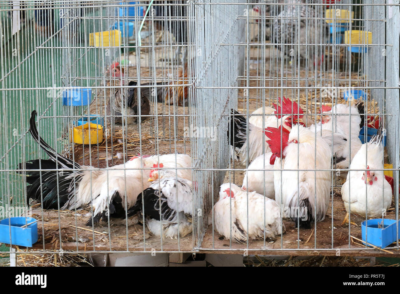 Paisaje con aves de granja de pollos en jaulas metálicas Fotografía de  stock - Alamy