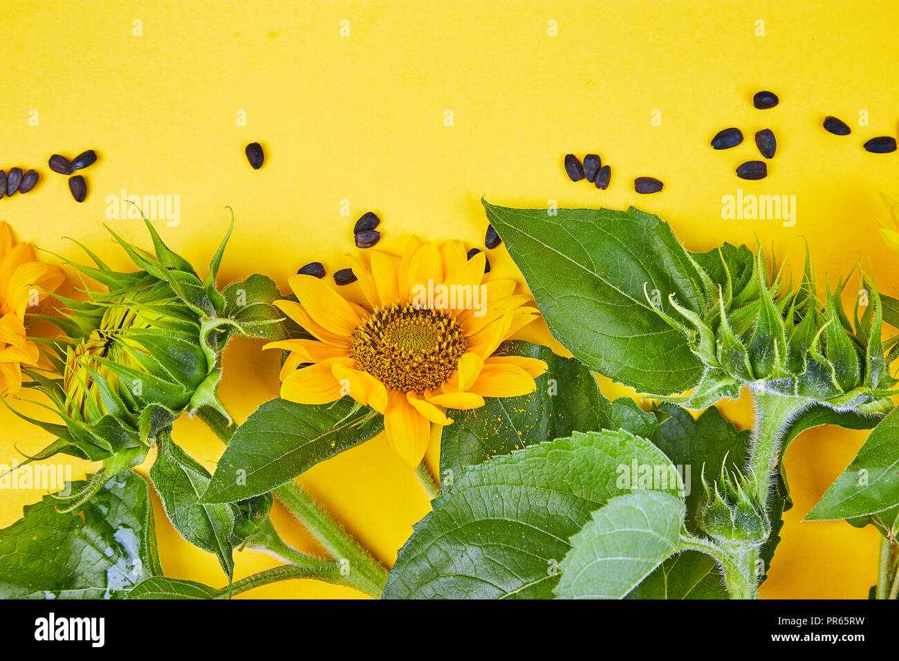 Flores, hojas y semillas de girasol, madura sobre fondo amarillo. Concepto  de otoño. Vista desde arriba. Espacio para el texto. Sentar planas.  Composición de flores. Lif todavía Fotografía de stock - Alamy