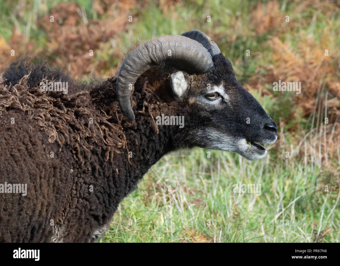 Las ovejas Soay ram en la isla de Lundy frente a la costa de north Devon UK Foto de stock