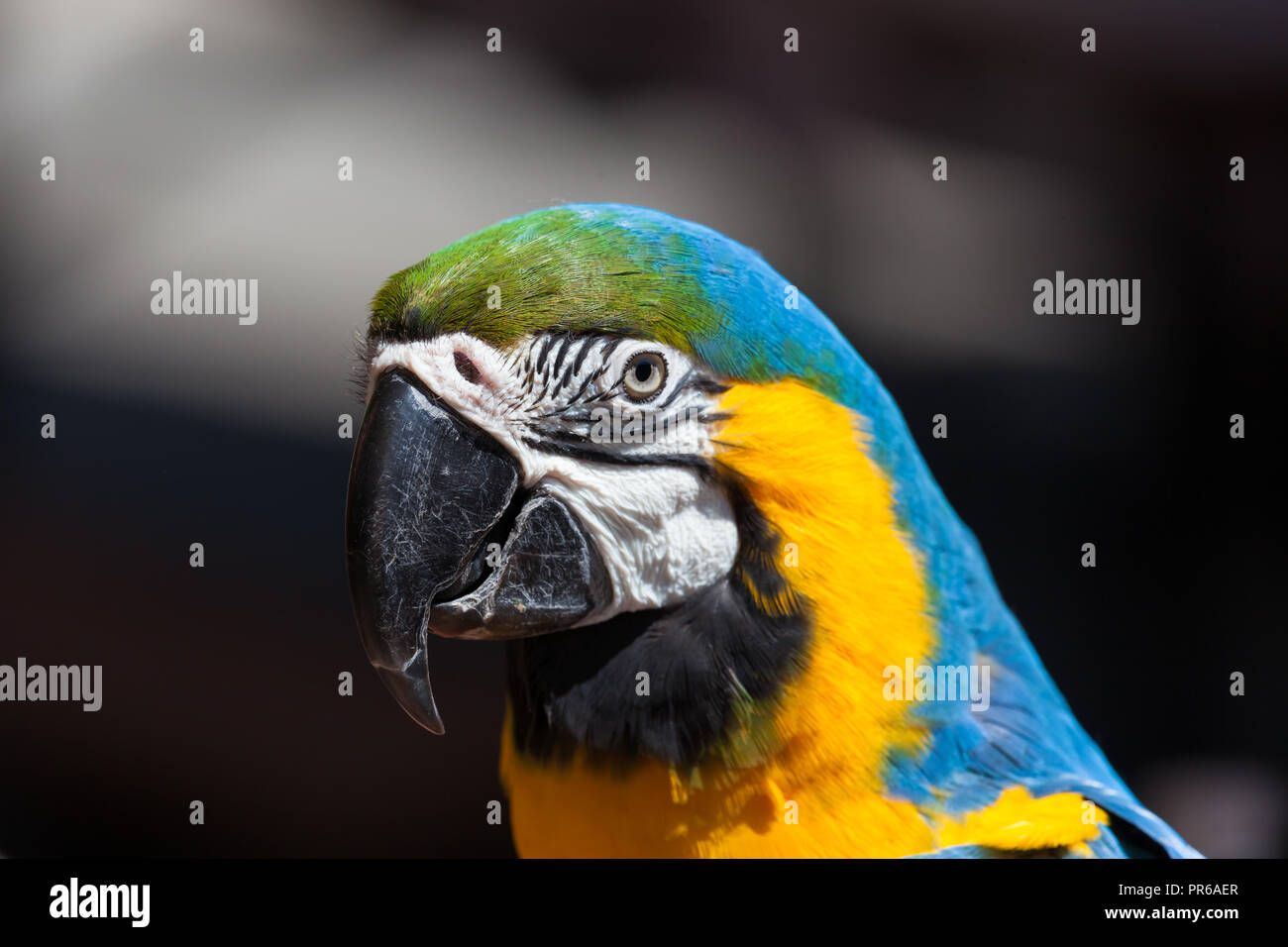 La cabeza de un azul y amarillo loros guacamayos Sudamericanos mostrando eye y detalle de plumas en el sol. Foto de stock