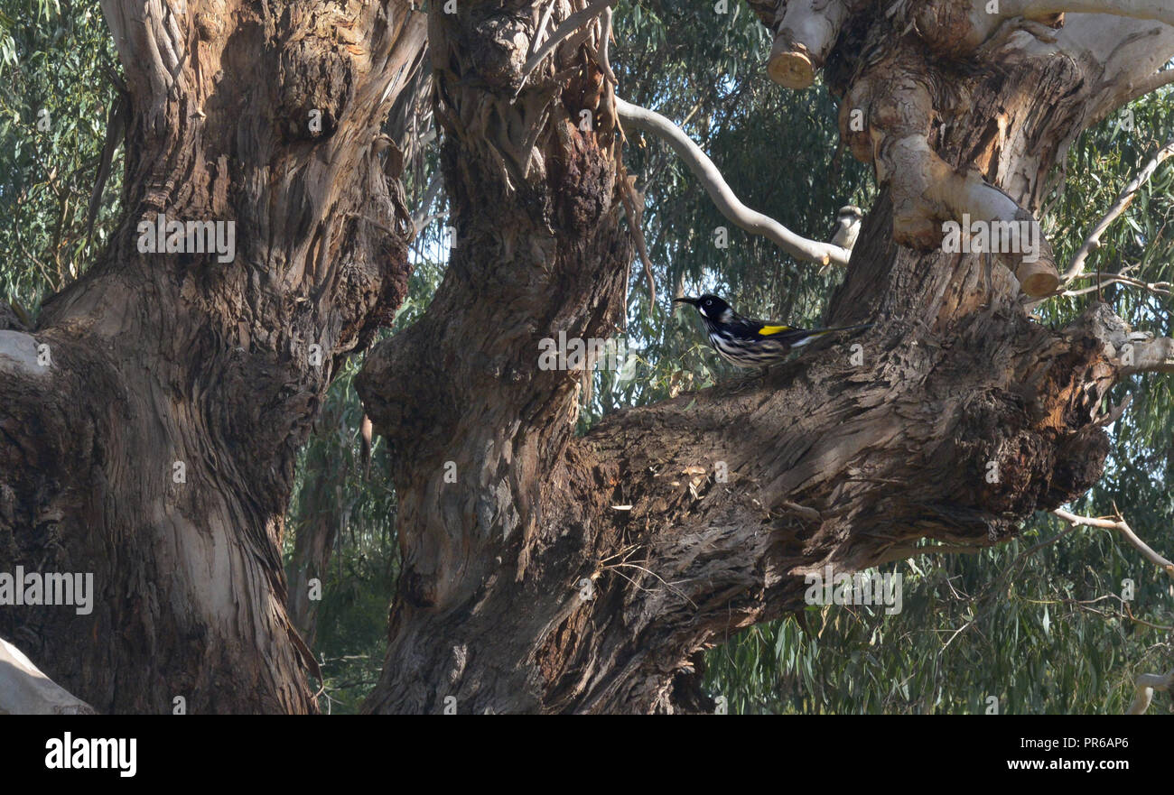 En enormes gumtree Honeyeater Foto de stock