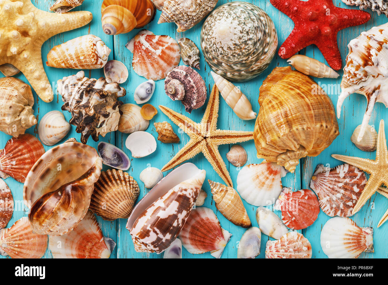 Fondo de colección de diferentes conchas de mar turquesa de madera junta, vista superior Foto de stock