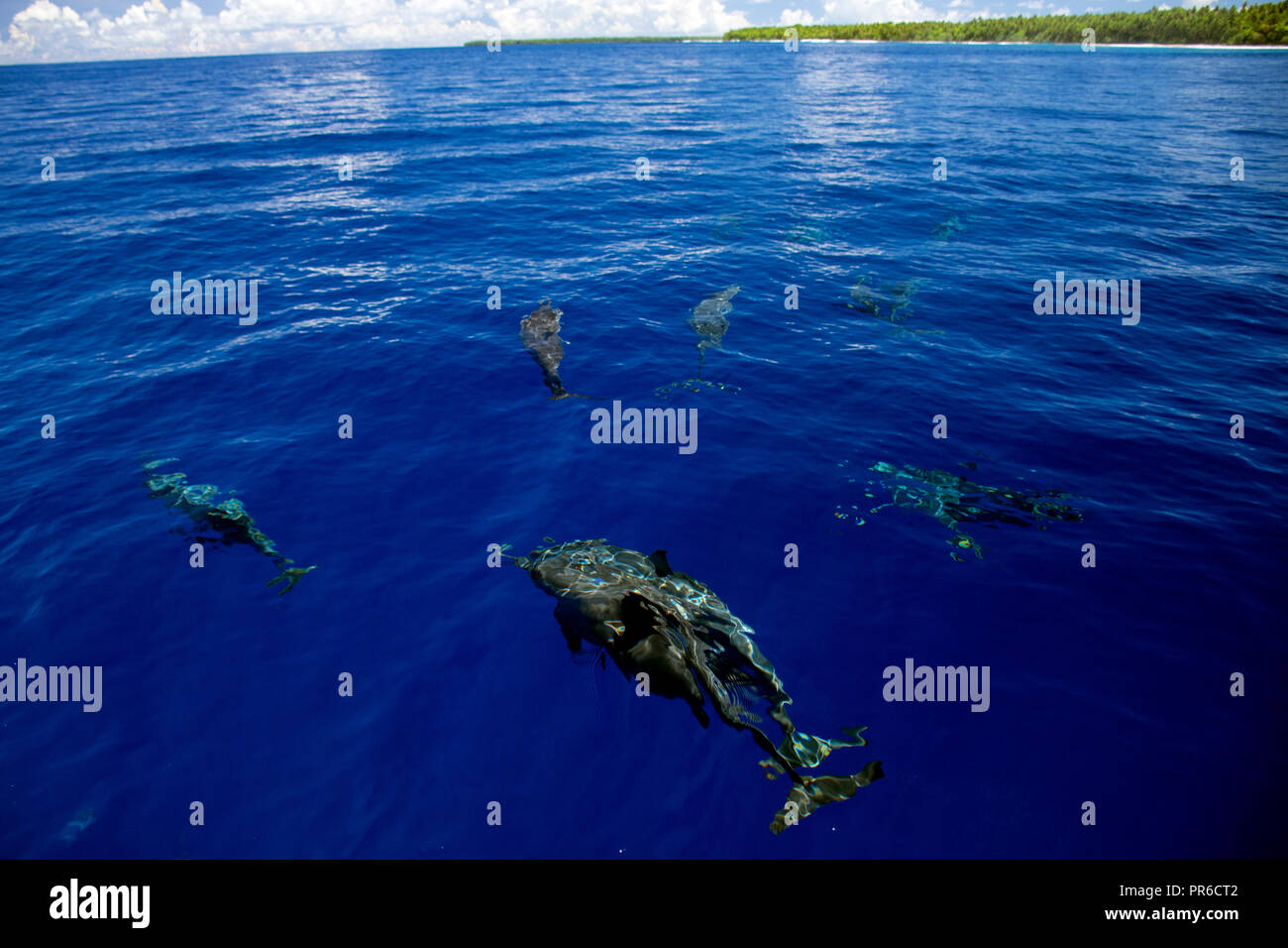 Delfines, Stenella longirostris, Ant Atoll, Pohnpei, Estados Federados de Micronesia Foto de stock