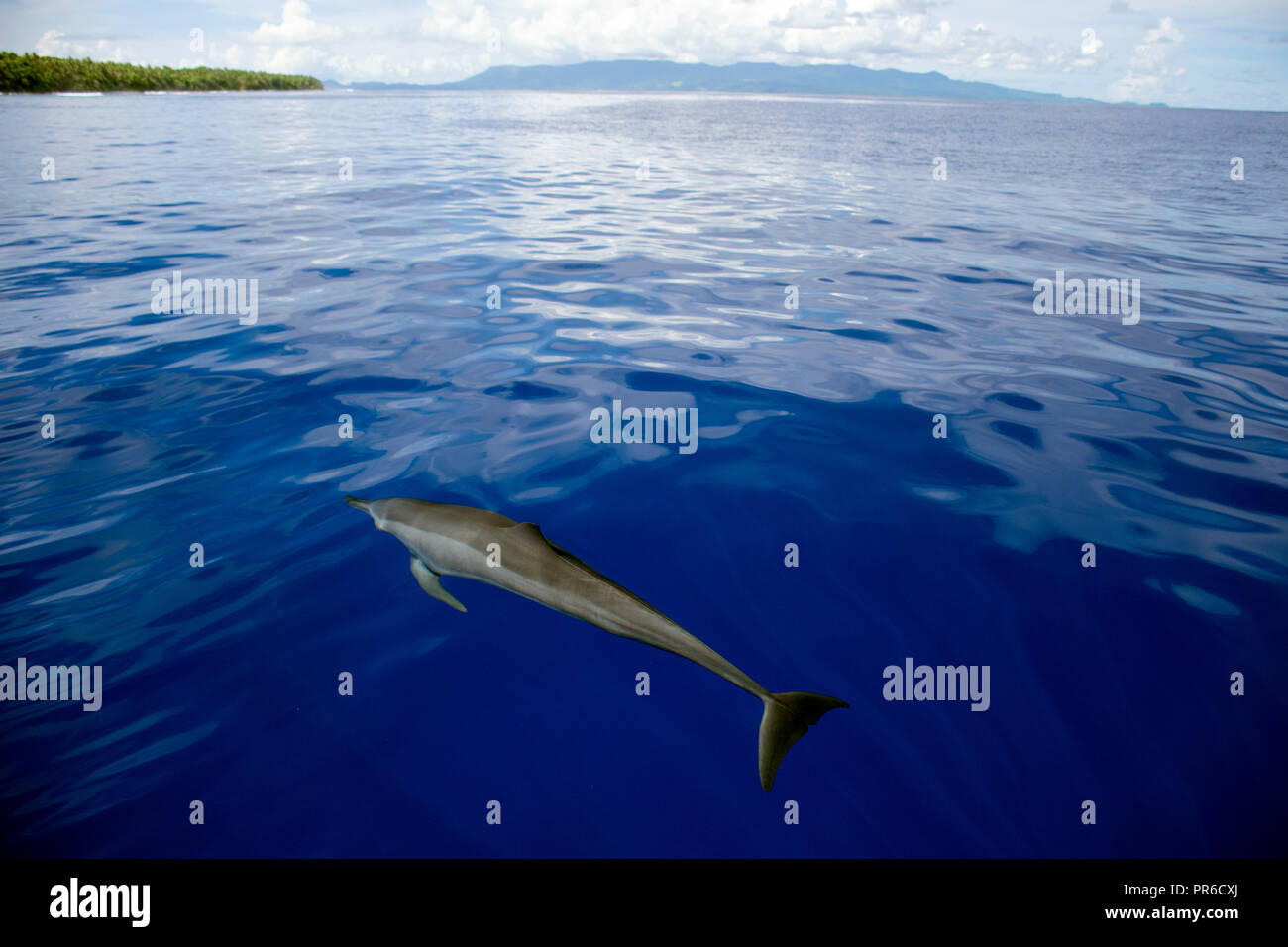 Delfines, Stenella longirostris, Ant Atoll, Pohnpei, Estados Federados de Micronesia Foto de stock
