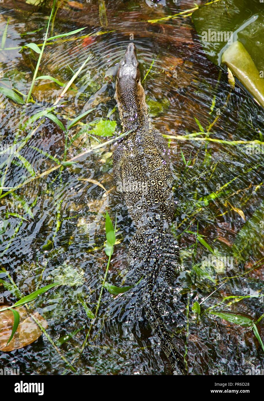 El lagarto monitor de la isla de Tioman Foto de stock