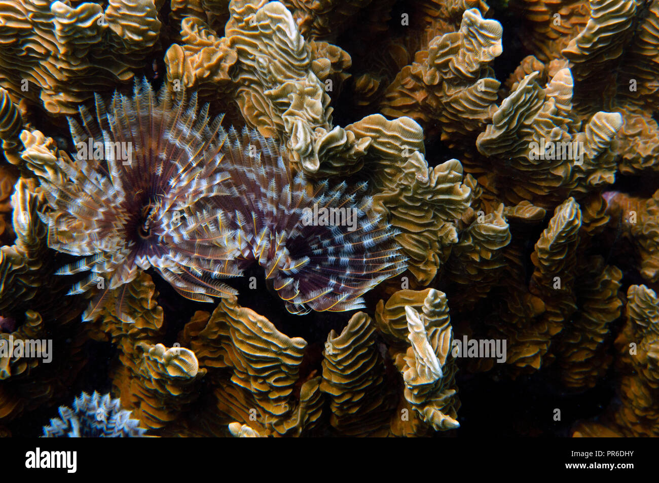 Polychaeta tubeworm, Sabellastarte sp., en un Pachyseris sp. coral duro, Pohnpei, Estados Federados de Micronesia Foto de stock