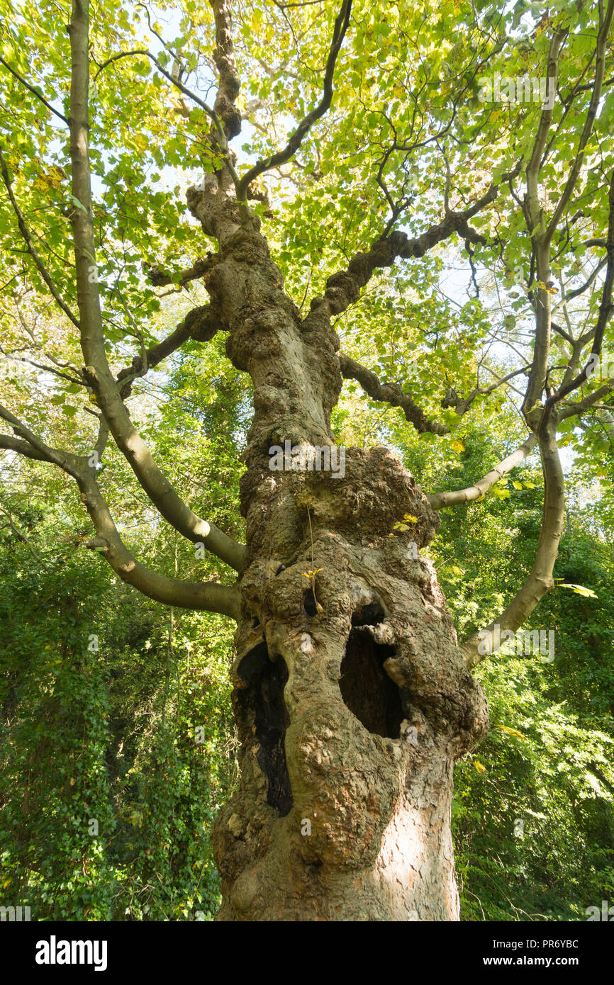 Un viejo retorcido árbol hueco creciente con grandes agujeros en su tronco, al noreste de Inglaterra, Reino Unido. Foto de stock