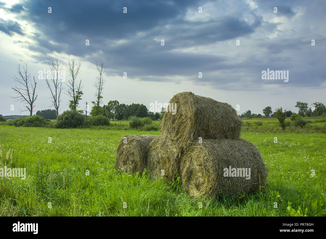 Bobinas de heno tumbado en una pila en un verde prado, árboles muertos secos y nubes oscuras en el cielo Foto de stock