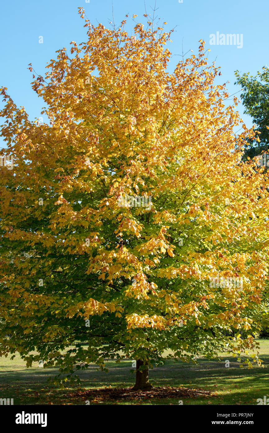 Kew, Richmond, GB. Amarillo, naranja y rojo escarlata otoño hojas de color del arce de Azúcar Negra en una tarde y soleada tarde de setiembre en Kew Gardens. Foto de stock