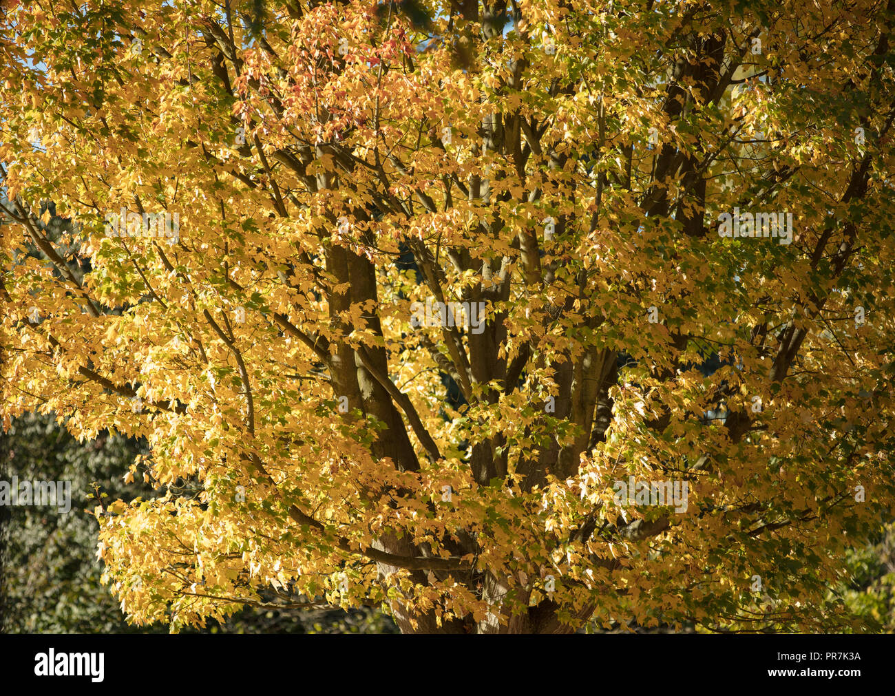 Kew, Richmond, GB. Amarillo, naranja y rojo escarlata otoño hojas de color del arce de Azúcar Negra en una tarde y soleada tarde de setiembre en Kew Gardens. Foto de stock