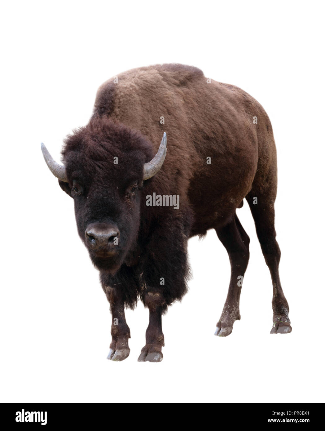 El bisonte (Bison bison ) aislado sobre fondo blanco. Foto de stock