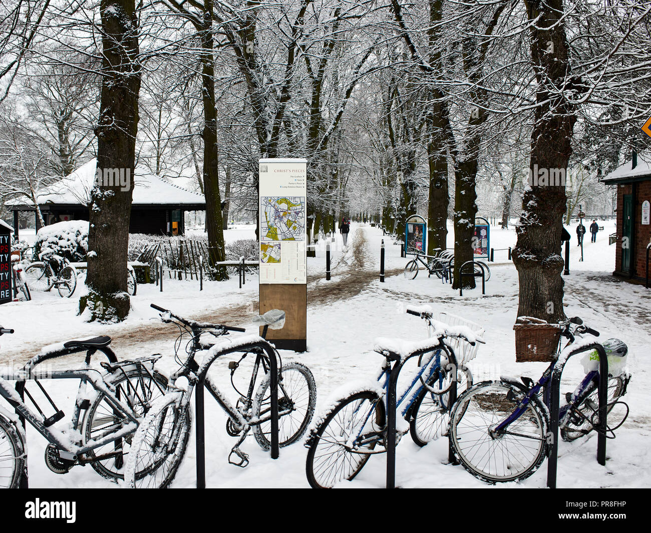 Escena de Invierno en Cambridge - piezas de Cristo. Avenida de árboles que bordean sendero cubierto de nieve a través de los jardines. Foto de stock