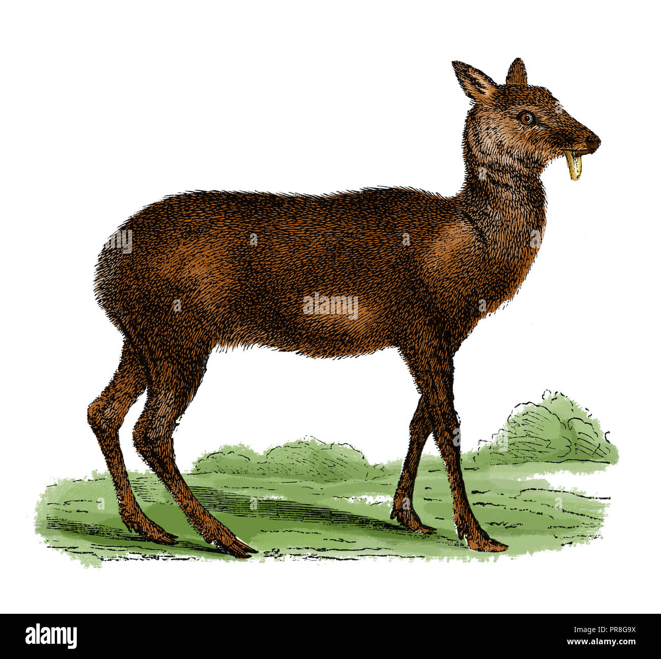 Ilustración del siglo XIX de un ciervo almizclero - viven principalmente en hábitats boscosos y matorral alpino en las montañas del sur de Asia, en particular los Himalayas. Foto de stock