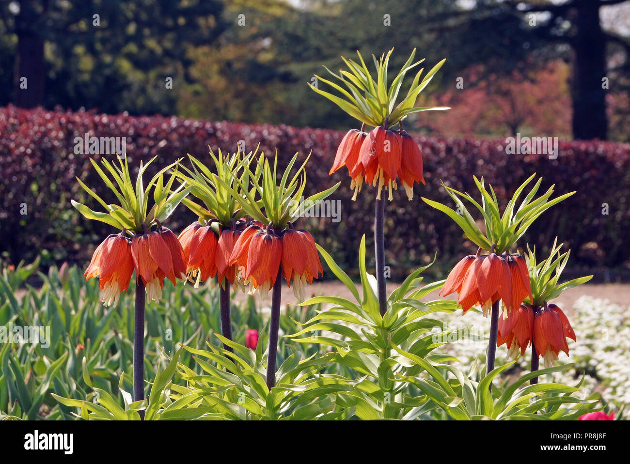 Flores maravillosas fotografías e imágenes de alta resolución - Alamy