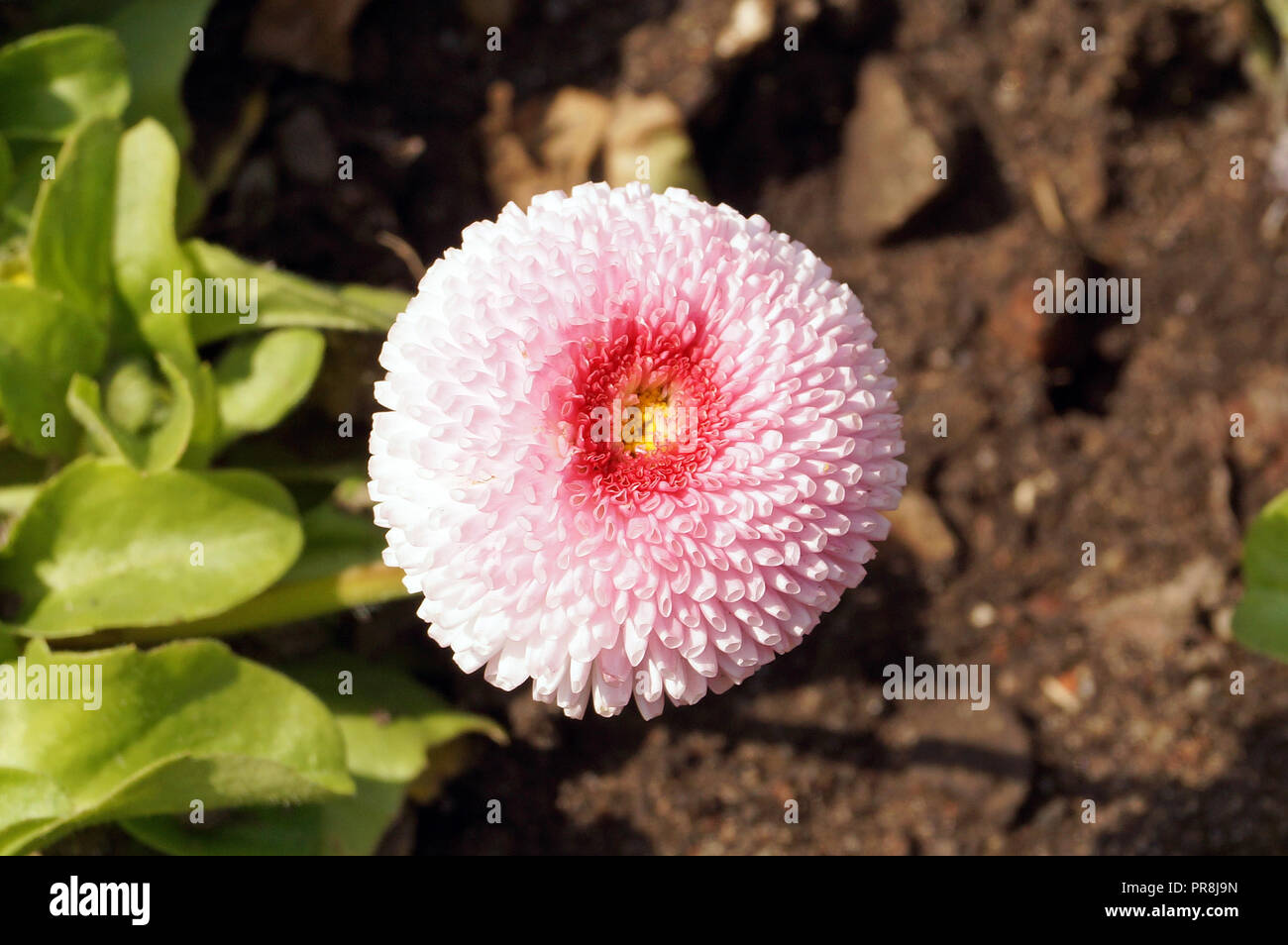 Flores fantásticas con hojas verdes y flores coloridas Fotografía de stock - Alamy Flores fantásticas con hojas verdes y flores coloridas Fotografía de stock - Alamy